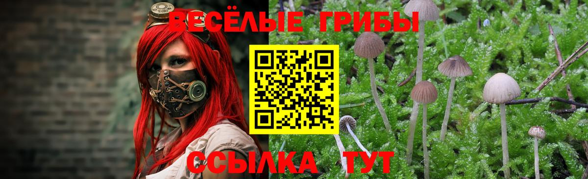Псилоцибиновые грибы прущие грибы  Псилоцибиновые грибы прущие грибы  Вход с VPN  Хасавюрт 